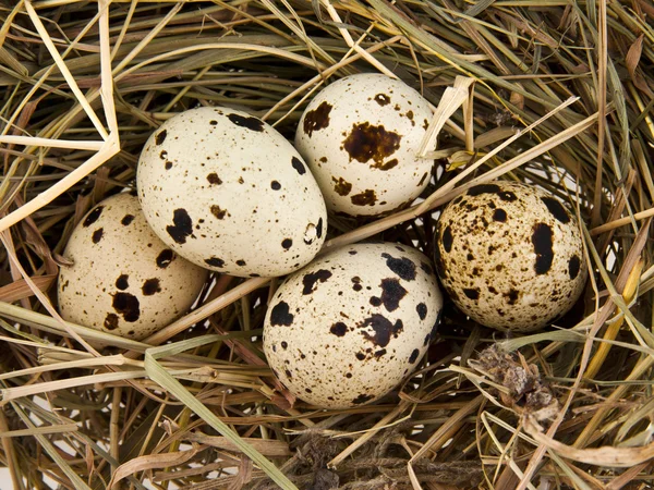 Pile eggs — Stock Photo, Image