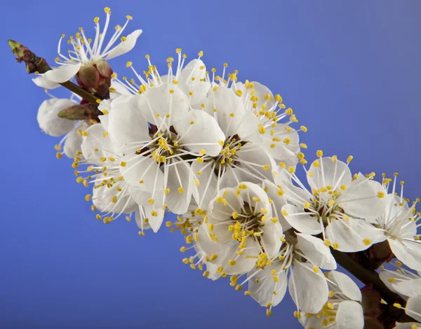 Flores de albaricoque — Foto de Stock