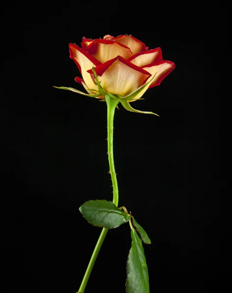 Rose on black — Stockfoto