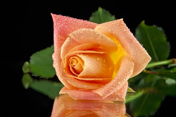 Rose isolated Royalty Free Stock Photos