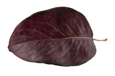 Kırmızı sonbahar yaprakları