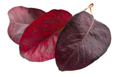 Kırmızı sonbahar yaprakları