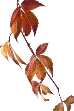 Sonbahar Yaprakları