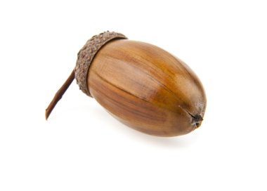 Beyaz meşe palamutları