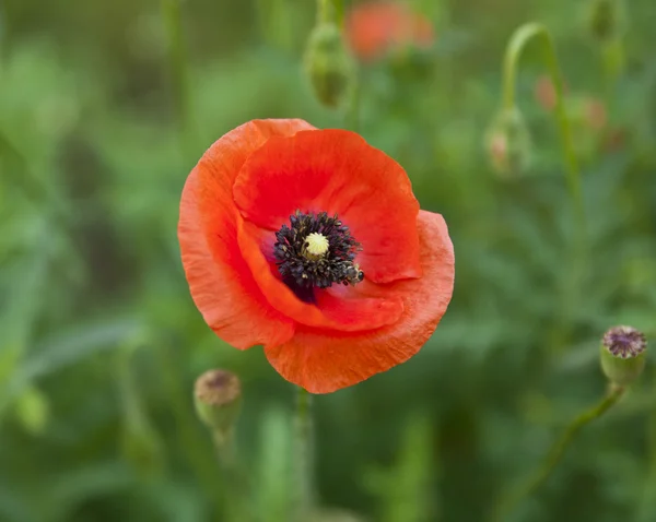 Flower of poppy — Stock Photo, Image