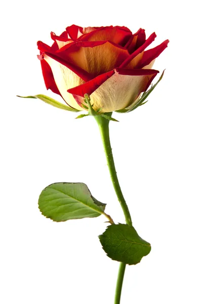 Rose auf Weiß — Stockfoto