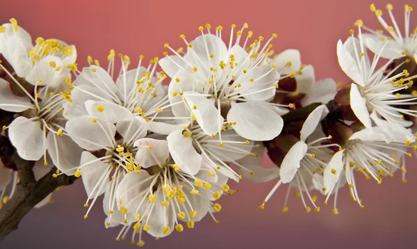 Blommor av aprikos — Stockfoto