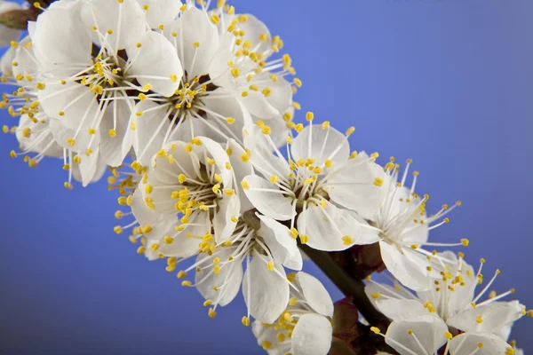 Flowers of apricot — Stock Photo, Image