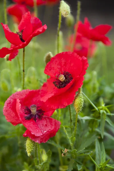 Blume aus Mohn — Stockfoto