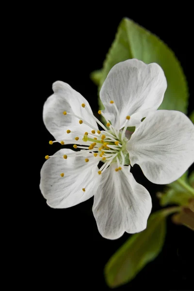 Blommor av körsbär — Stockfoto