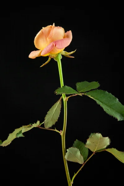 Роза на черном — стоковое фото