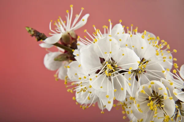 Fiori di albicocca — Foto Stock