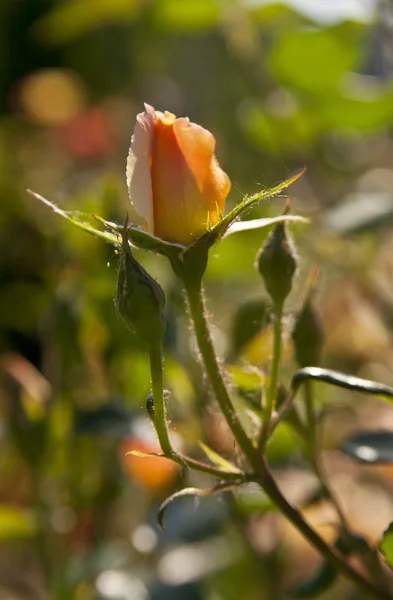 Rose gialle — Foto Stock