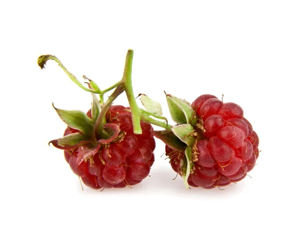 Raspberry on white — Stock Photo, Image