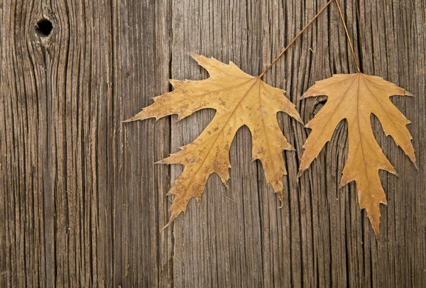Leaves on wood — Stock Photo, Image