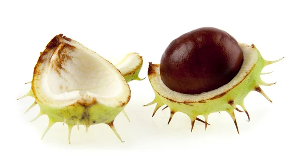 Chestnut on white — Stock Photo, Image