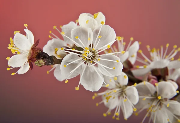 Flowers of apricot — Stock Photo, Image