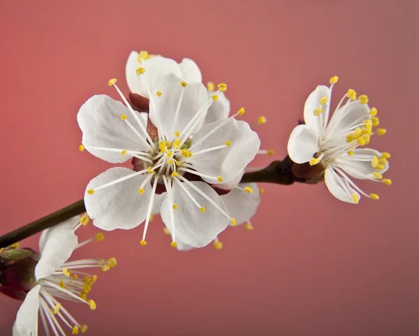Flowers of apricot — Stock Photo, Image
