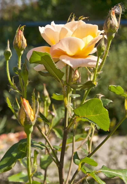 Rose gialle — Foto Stock