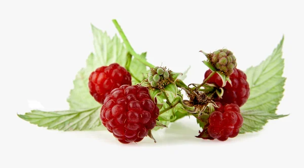 Raspberry on white — Stock Photo, Image