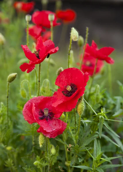 Flores de papoula — Fotografia de Stock