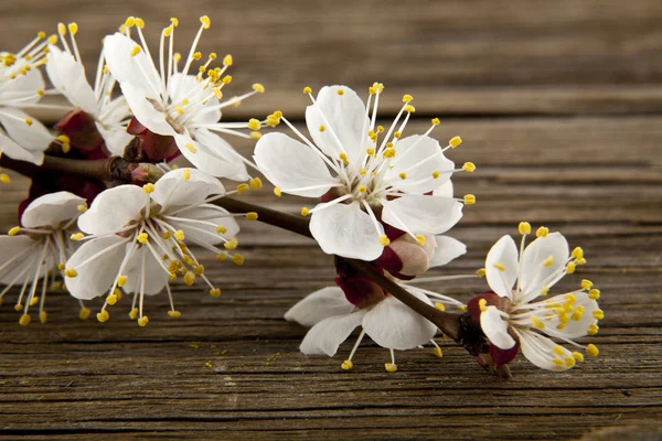 Blommor av aprikos — Stockfoto