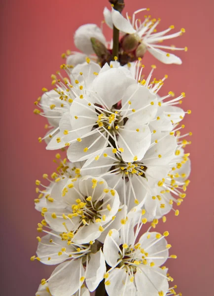 Blüten der Aprikose — Stockfoto