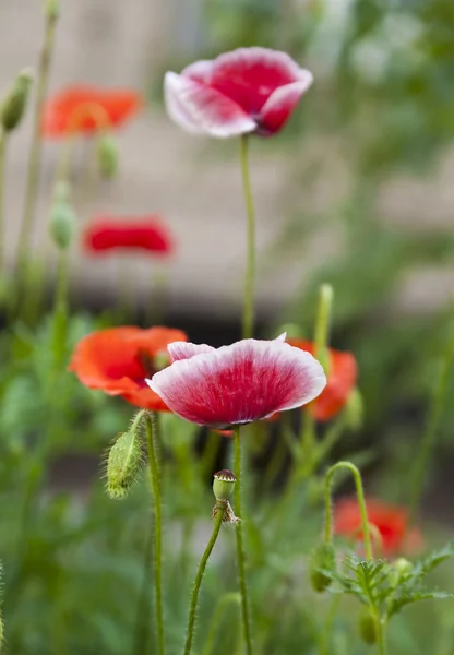 Flor de papoula — Fotografia de Stock