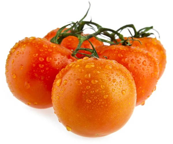Beyaz domates — Stok fotoğraf