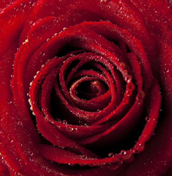 Rose with drops — Stock Photo, Image