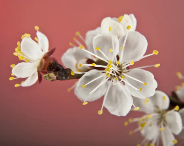 Bloemen van abrikoos — Stockfoto