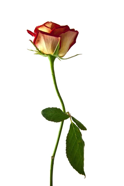 Rose isolated — Stock Photo, Image