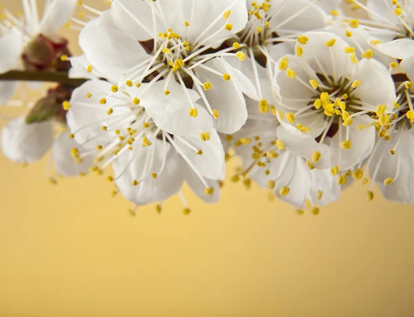 アプリコットの花 — ストック写真