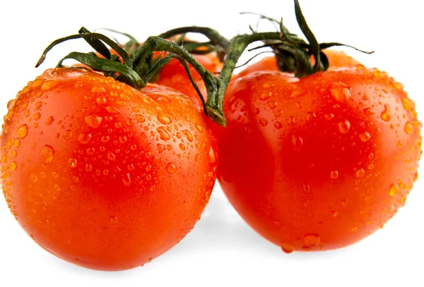 Pomodori su bianco — Foto Stock