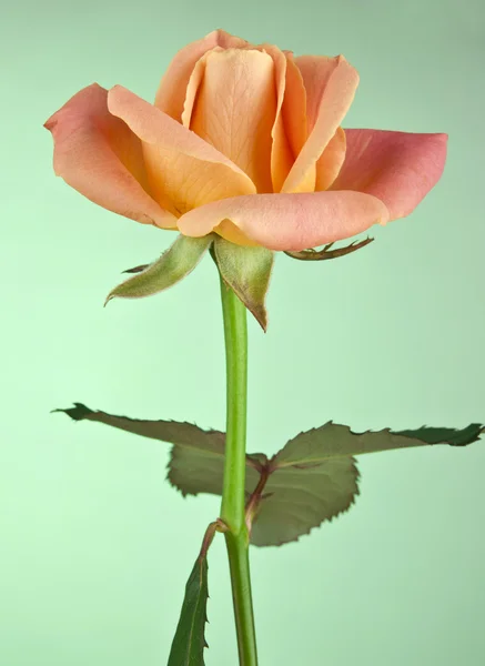 Rose isolated — Stock Photo, Image