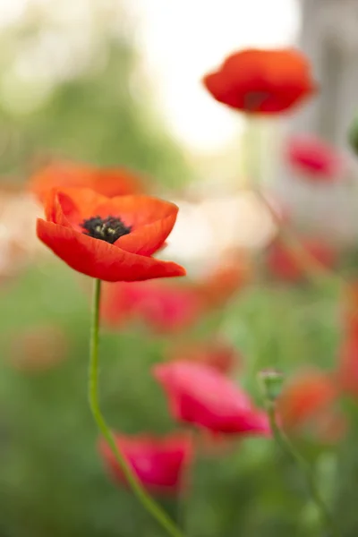 Blume aus Mohn — Stockfoto