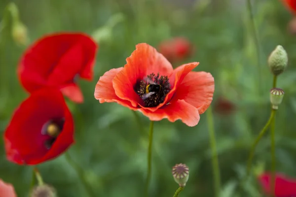 Flores de amapola — Foto de Stock