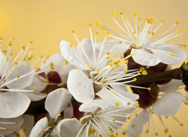 Blommor av aprikos — Stockfoto