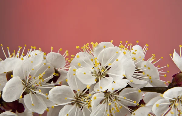 Flores de albaricoque — Foto de Stock