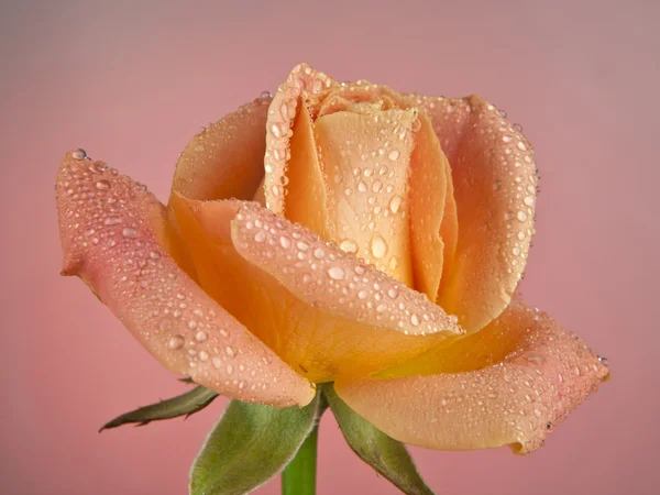 Rose isolated — Stock Photo, Image