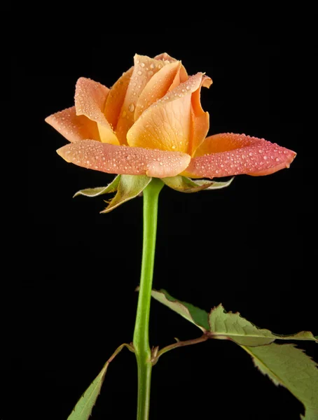 Rose on black — Stockfoto