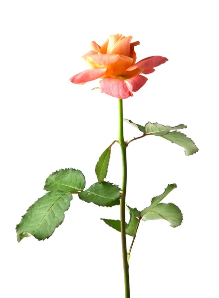 Rose op wit — Stockfoto