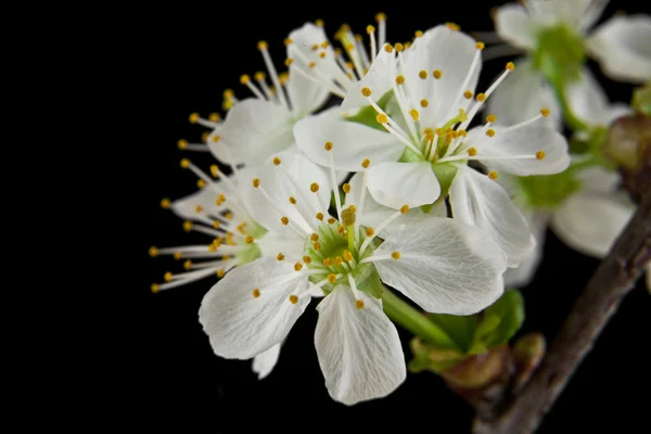 Flowers of cherry — Stock Photo, Image