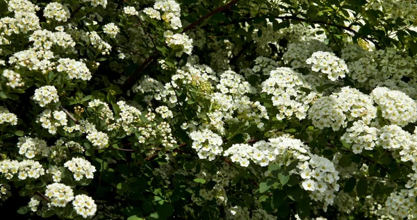 Bush fiori bianchi — Foto Stock