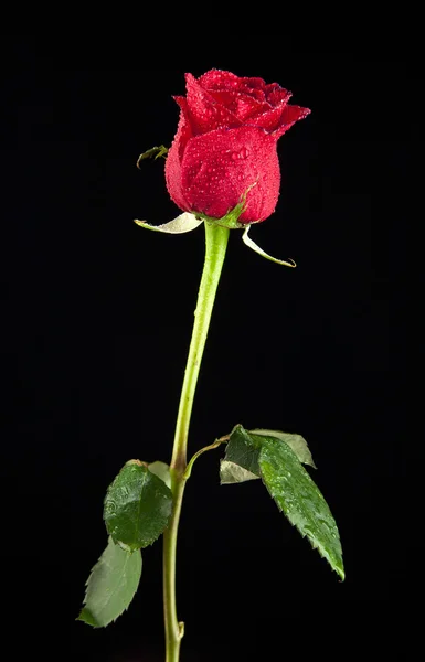 Rose sur noir — Photo