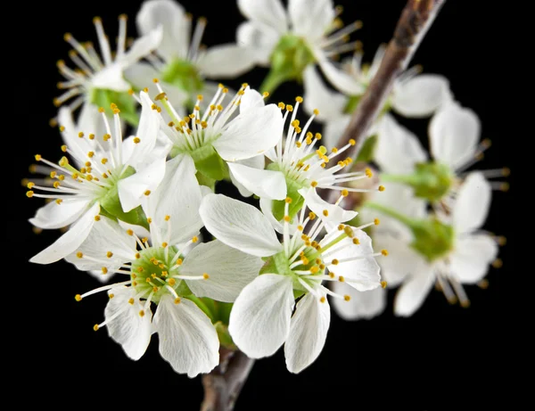 Blommor av körsbär — Stockfoto