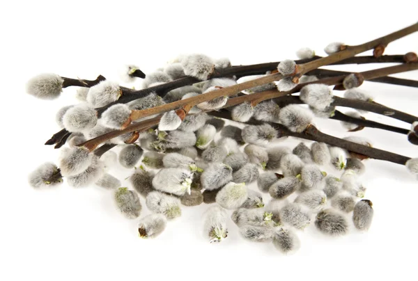 Кицька willow на білому — стокове фото