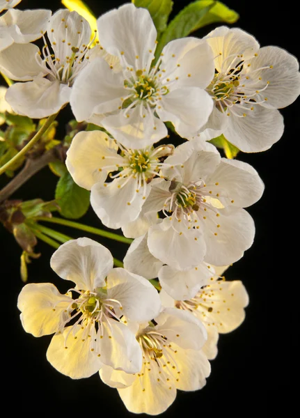 Flowers of cherry — Stock Photo, Image