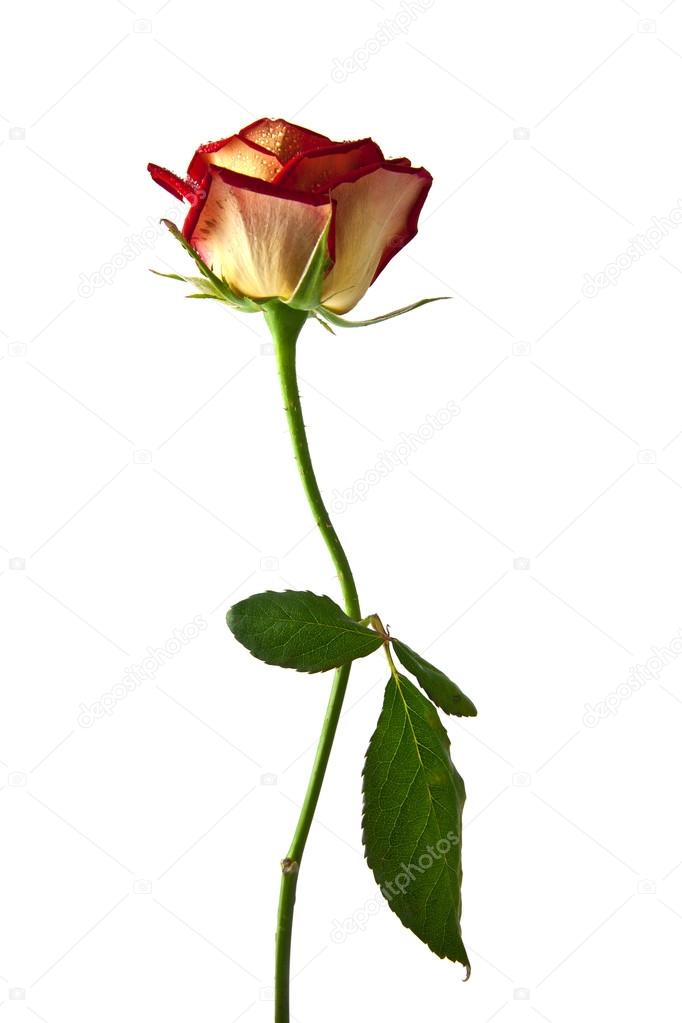 Rose isolated