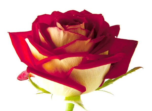 Rote Rose — Stockfoto